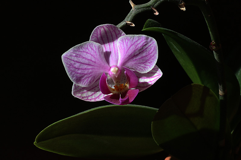 orchid11.jpg